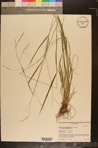 Festuca subverticillata image