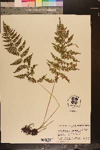 Athyrium filix-femina var. asplenioides image