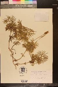 Lycopodium flabelliforme var. ambiguum image