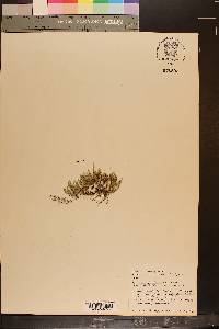 Selaginella rupestris image