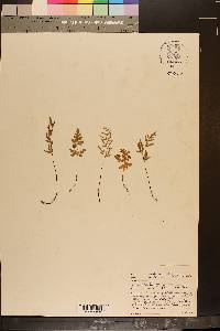 Cryptogramma stelleri image