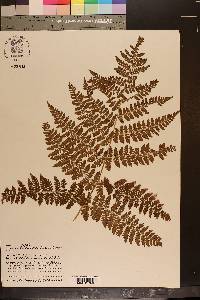 Dryopteris campyloptera image