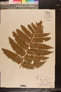 Dryopteris goldieana image