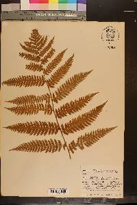 Dryopteris goldieana image