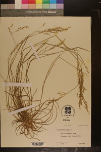 Poa sylvestris image