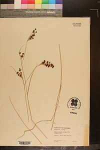 Rhynchospora caduca image