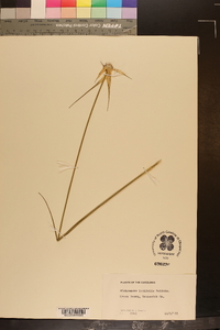 Dichromena latifolia image