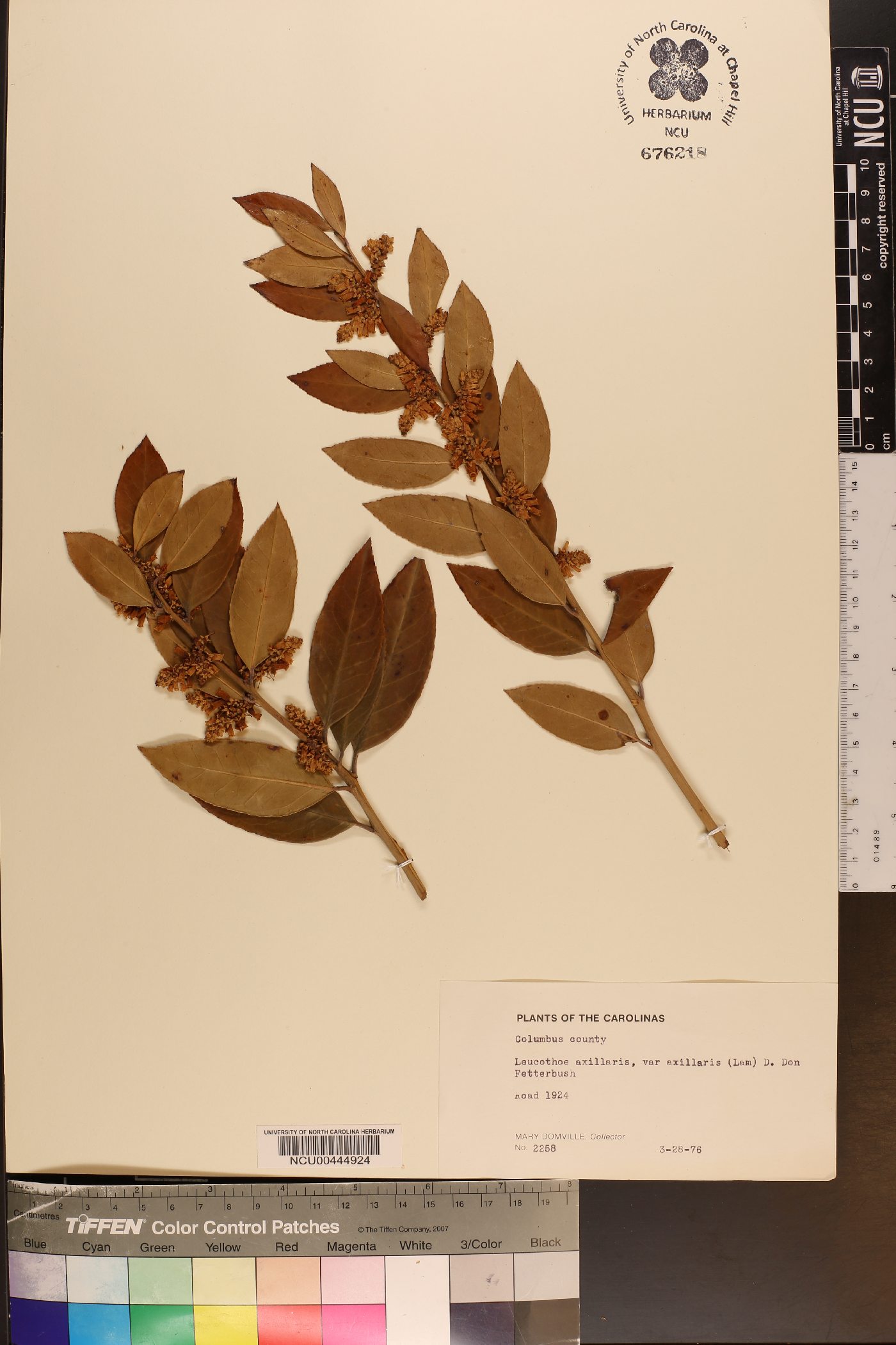 Leucothoe axillaris var. axillaris image