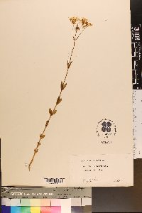 Sabatia brachiata image