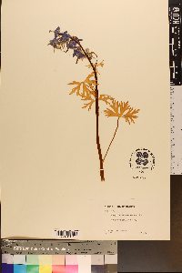 Delphinium tricorne image