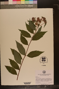 Spiraea japonica image
