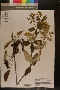 Eriogonum allenii image