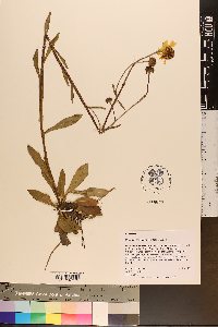 Helenium brevifolium image