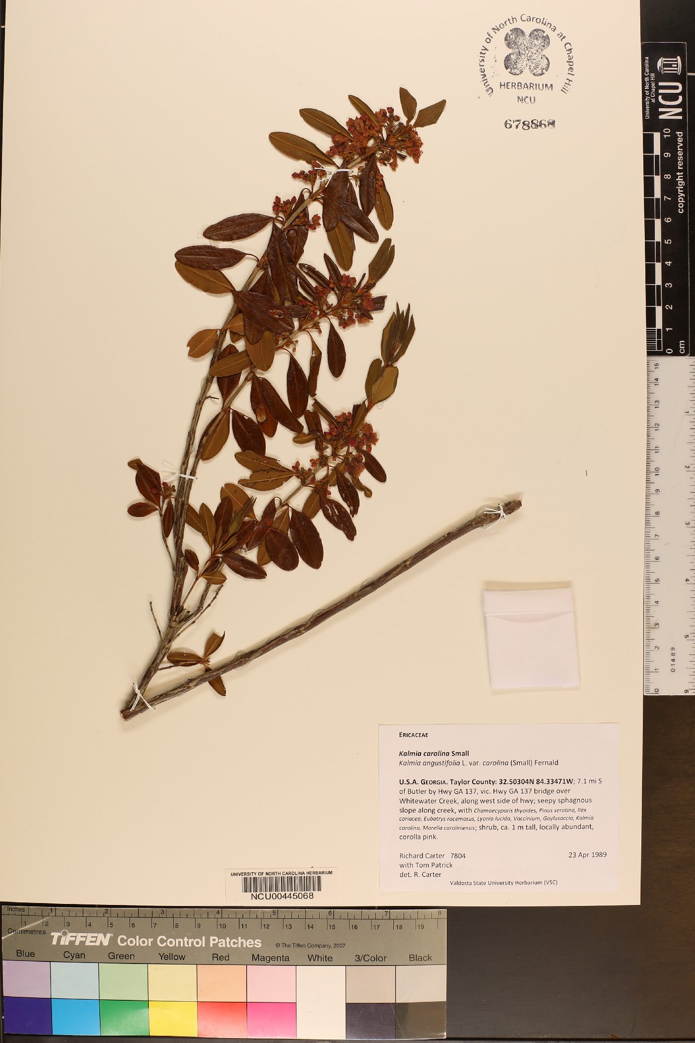 Kalmia angustifolia var. carolina image