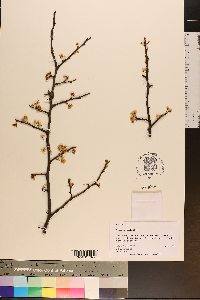 Prunus umbellata image