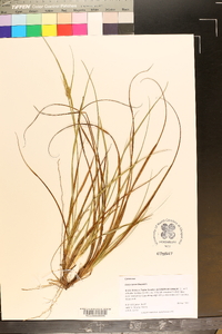 Cyperus tenax image