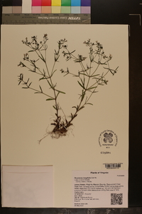 Houstonia longifolia image