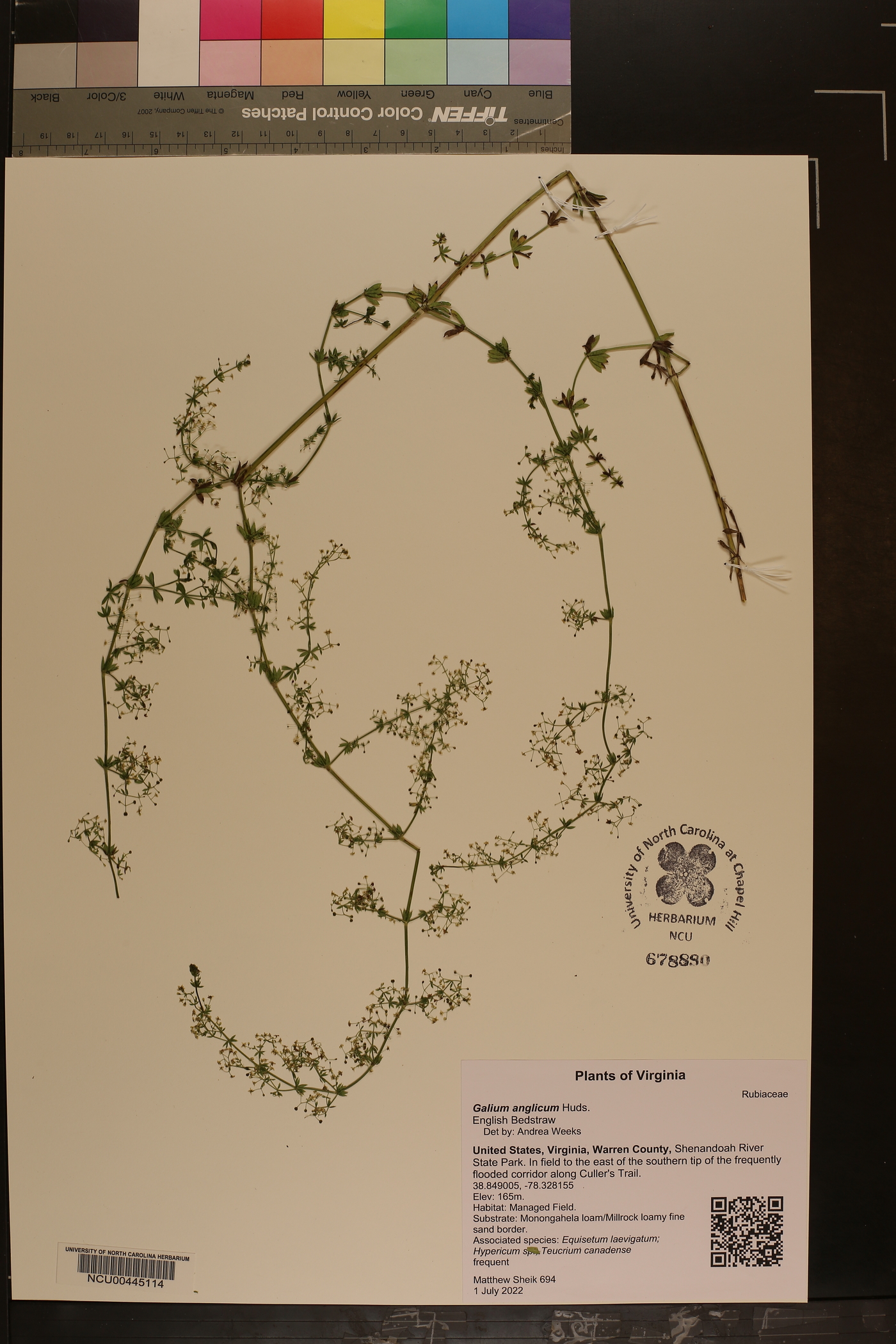 Galium anglicum image