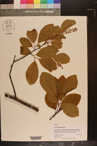 Prunus alabamensis image