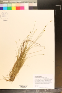 Carex leptalea var. harperi image