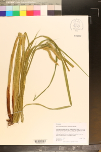 Carex crinita var. brevicrinis image