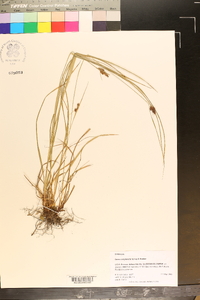 Carex complanata image