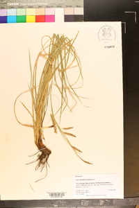 Carex cherokeensis image