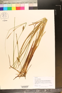 Carex striata image