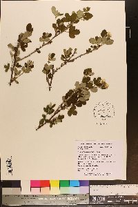 Rubus cuneifolius image