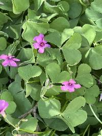 Oxalis articulata image