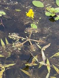 Utricularia inflata image