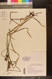 Carex louisianica image