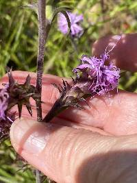 Liatris squarrosa image