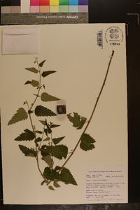 Tragia urticifolia image