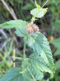 Tragia urticifolia image