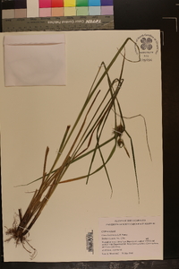 Carex louisianica image