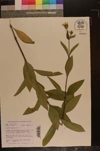 Silphium asteriscus image