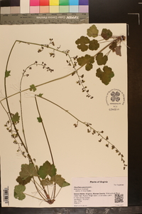 Heuchera americana image