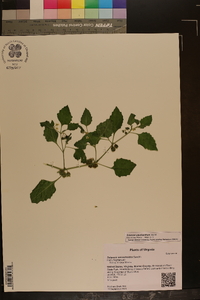 Solanum ptychanthum image