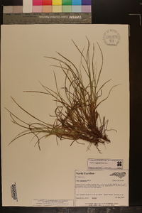 Carex rugosperma image