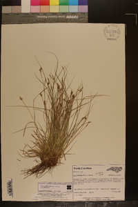 Carex albicans var. albicans image