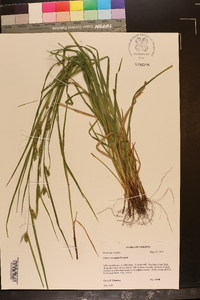 Carex corrugata image