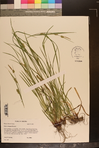 Carex corrugata image