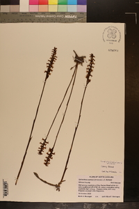 Spiranthes cernua image