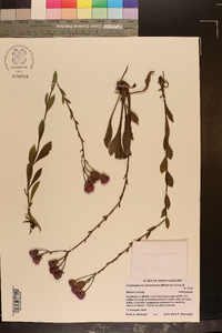 Carphephorus tomentosus image