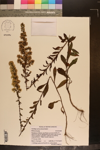 Solidago pulverulenta image