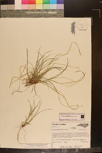 Carex umbellata image