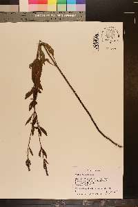 Verbena hastata image