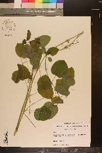 Smilax herbacea image