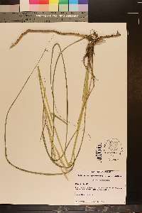 Spartina pectinata image